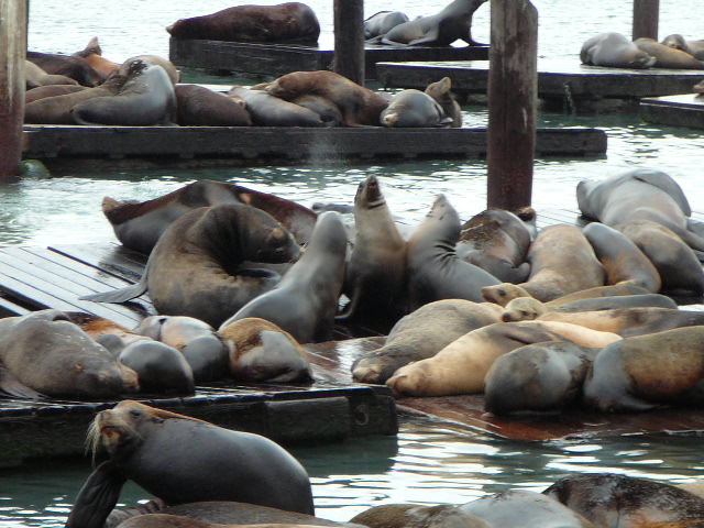Carmel 10-30-08 008.jpg